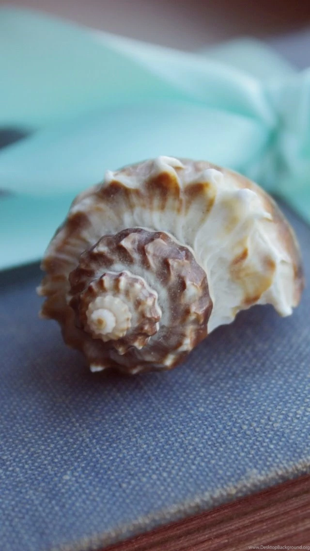 Seashell iPhone 5 Wallpapers (640x1136)