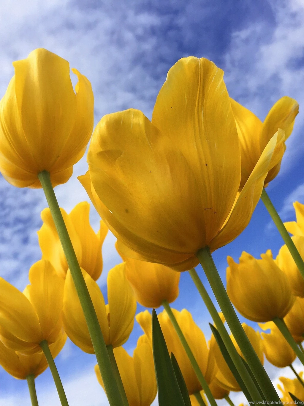 Free Wallpapers For IPhone, iPad And Samsung Galaxy Part 2