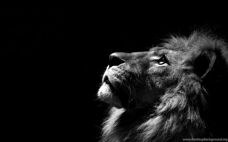 Animals,monochrome Animals Monochrome Lions Black Backgrounds ...