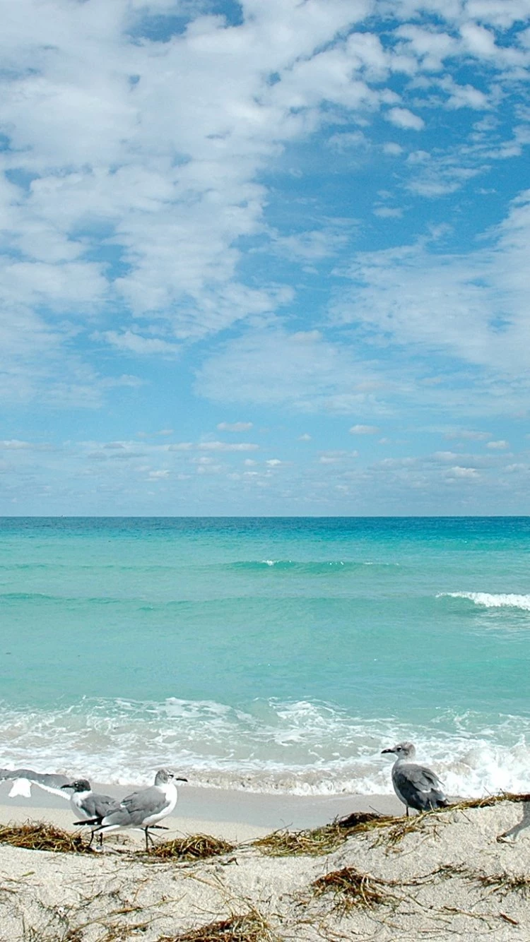 Florida Beach iPhone 6 Wallpapers 20653 Beach iPhone 6 Wallpapers ...