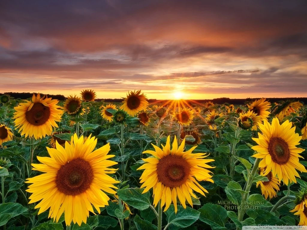 Magic Landscape Sunflower Garden Backgrounds HD Desktop Wallpapers ...