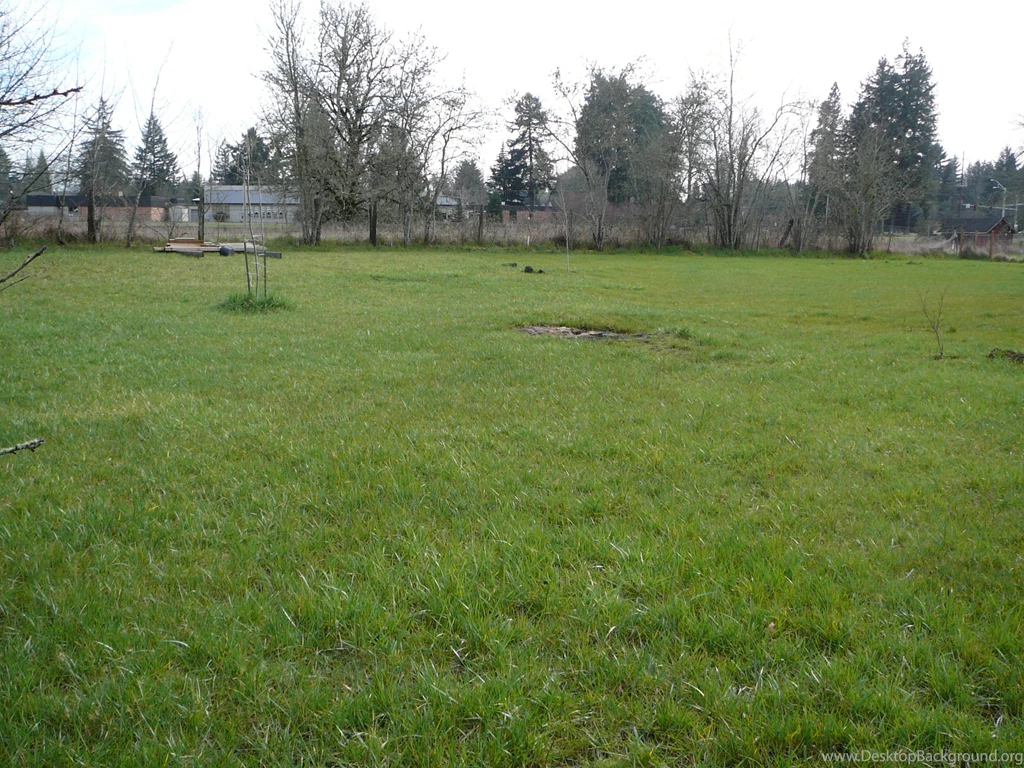 Japanese Inspired Rain Garden Perspective