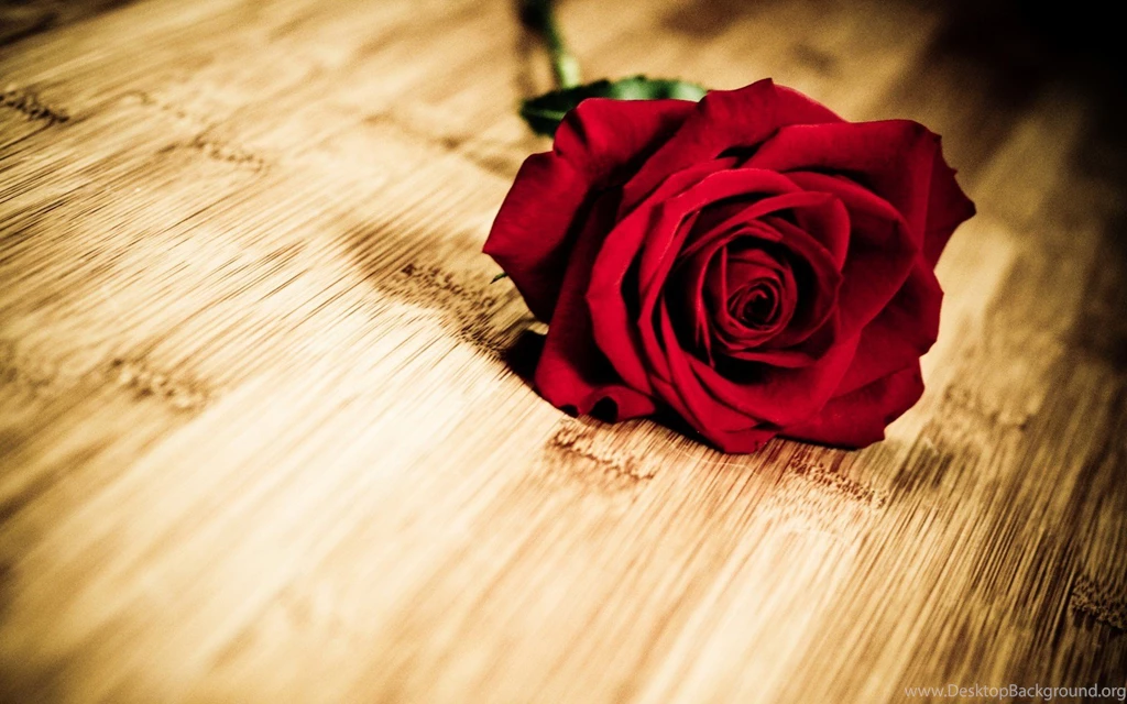 Red Rose Flowers Images And Wallpapers Download