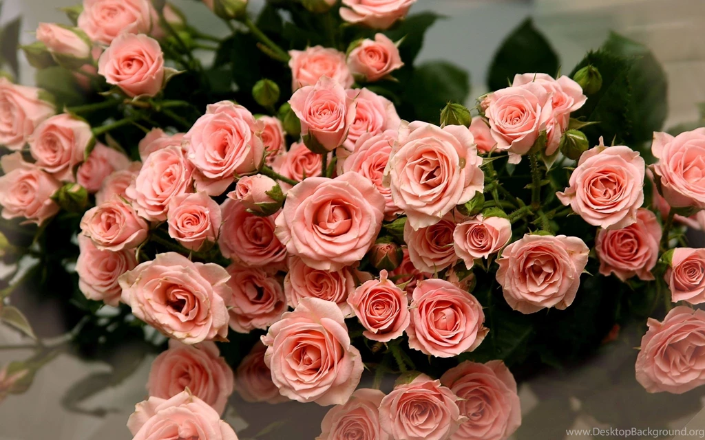 Pink Rose Wallpapers Collection (40+)