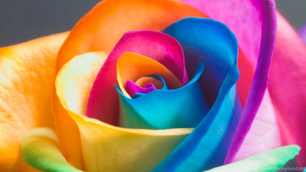 Wallpapers Colorful Flower Petals Hd Cartelthemes 1920x1080 ...