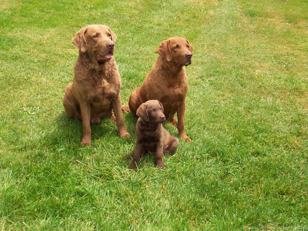 Three Lovely Chesapeake Bay Retriever Dogs Photo And Wallpapers ...
