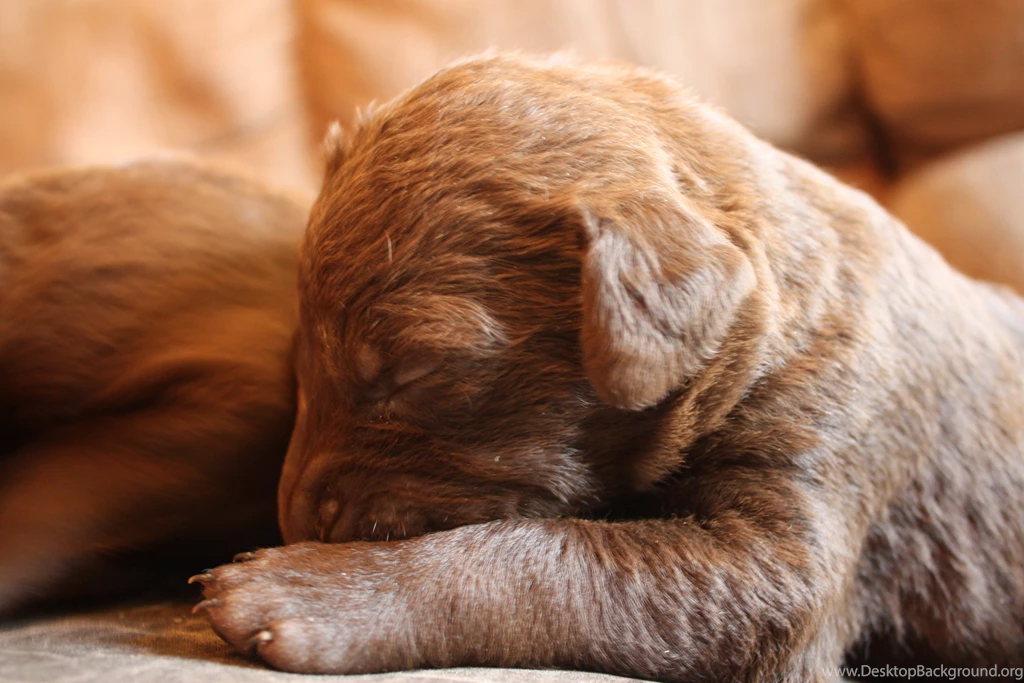 Small Chesapeake Bay Retriever Puppy Photo And Wallpapers ...