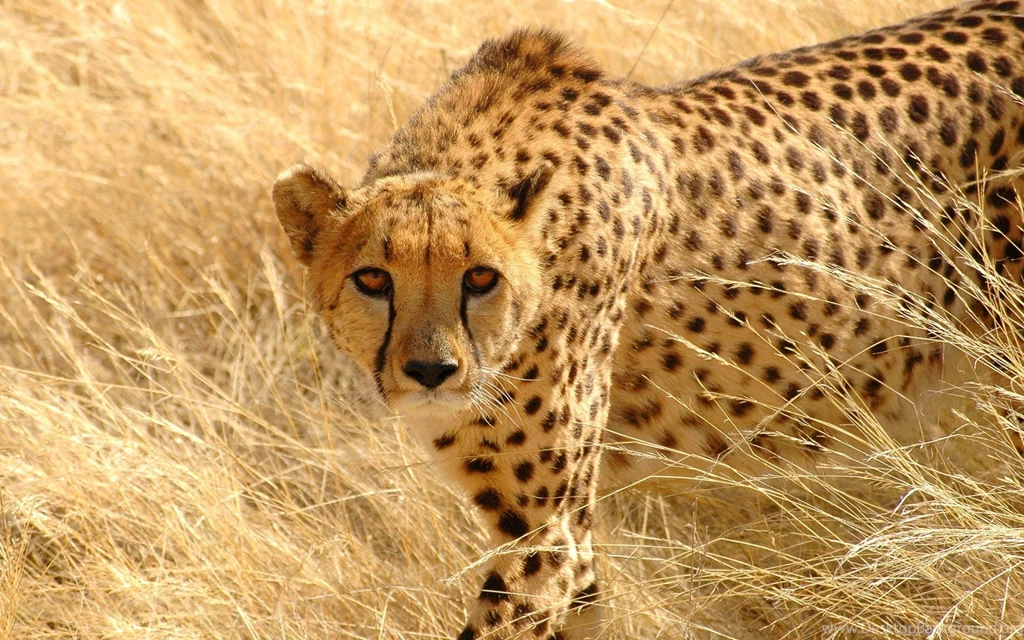 Desktop Cheetah Wallpapers