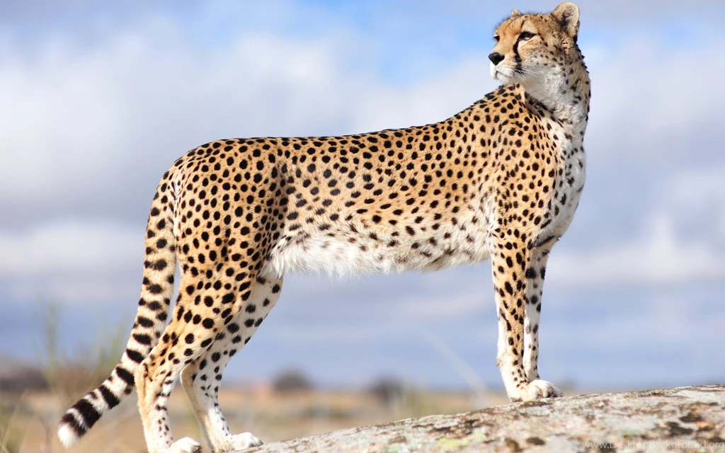 Desktop Cheetah Wallpapers