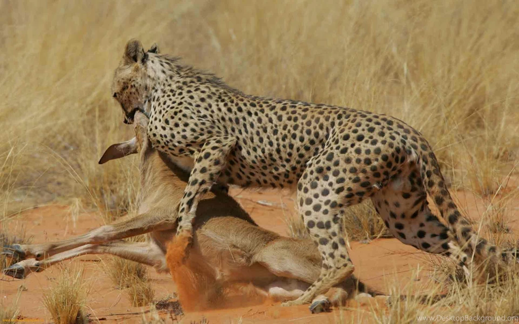 Wallpaper, Cheetah, Images, Wmwallpapers (