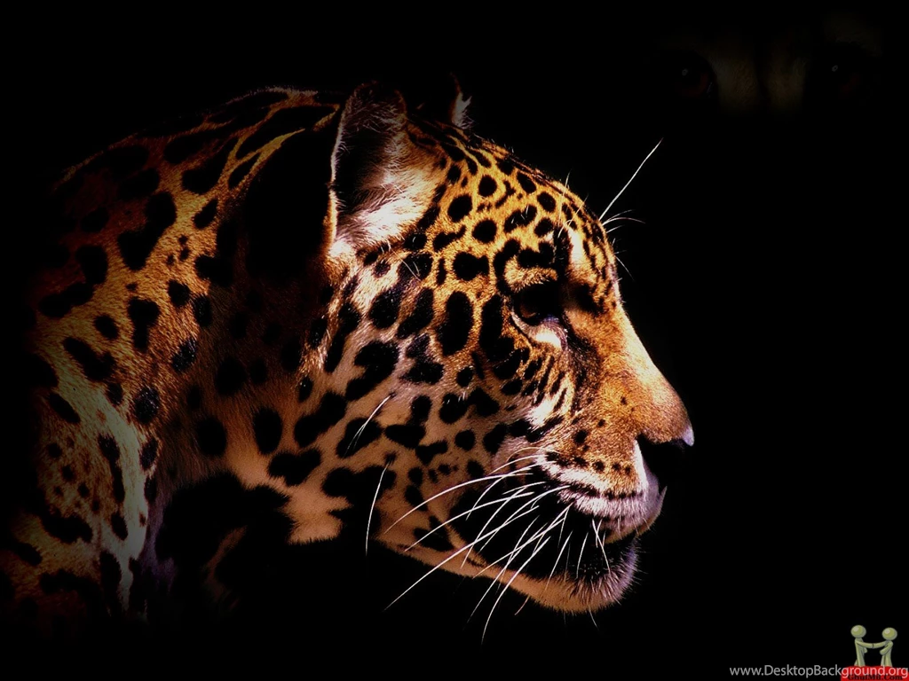 Superb Beautiful Cheetah Side View HD Wallpapers – HD Wallpapers ...