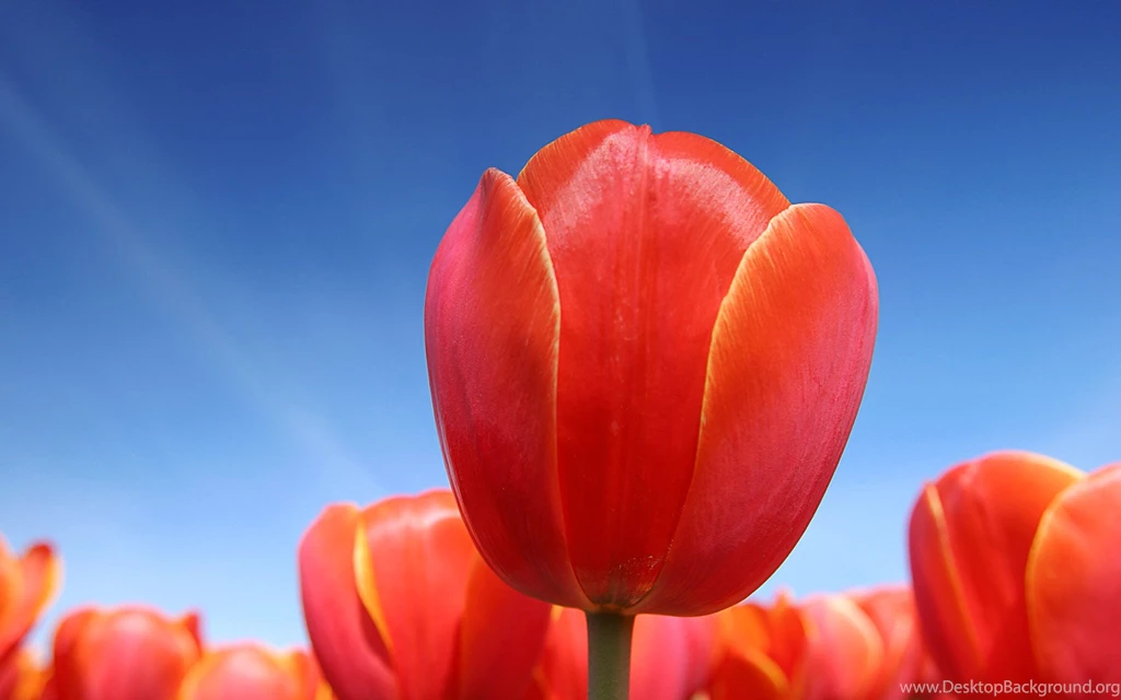 Free Wallpapers Screen Savers: Google Screensavers And Wallpapers