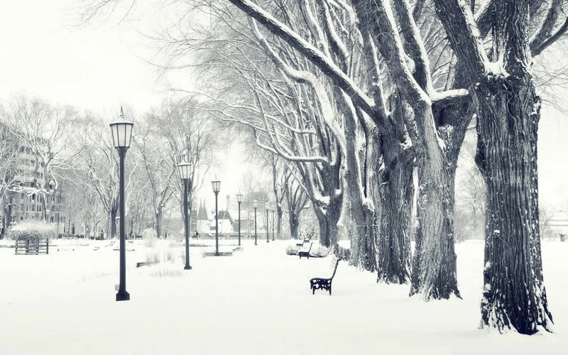 Nature Winter Snow Trees Macro 1920x1200 Wallpapers – Nature Winter ...