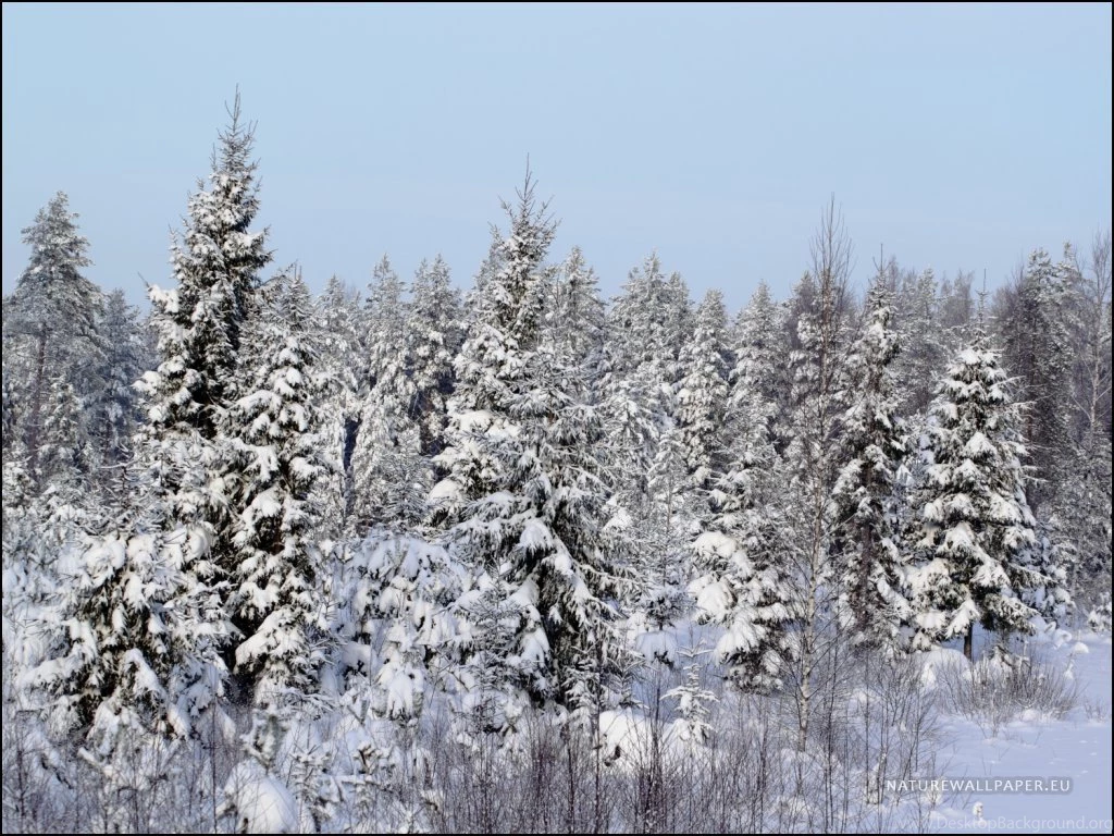 Latest Winters Wallpapers Download For Free