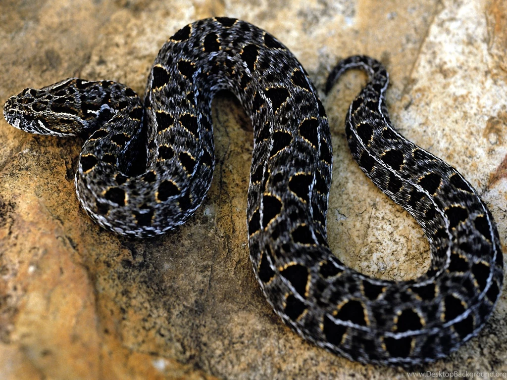 Snakes HQ Wallpapers 1600 Xx 1200 Pictures Photo 6 Of 20 ...