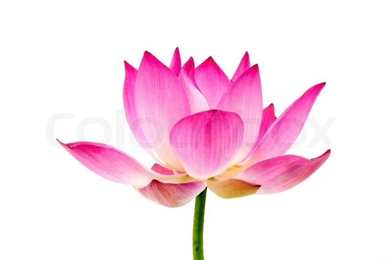 Blooming Lotus Flower On Isolate White Background.