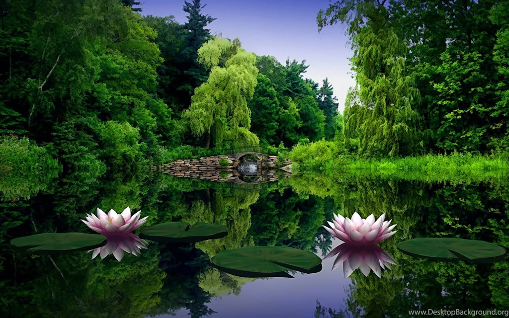 Lotus Flower Wallpapers Wallpapers Cave