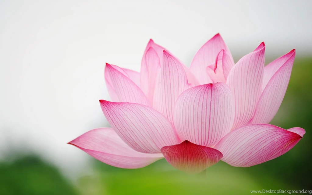 Lotus Flower Wallpaper Backgrounds HD 10589 2560x1600 Px ...