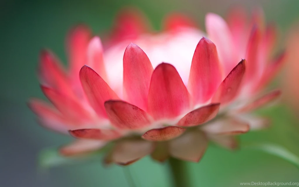Lotus Flower In Pink Color Windows Wallpapers