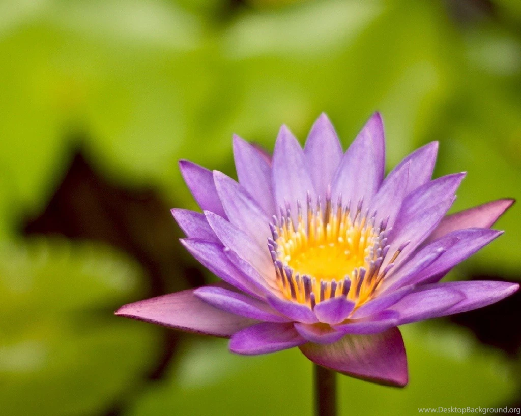 Lotus Flower Desktop Wallpapers ~ Toptenpack.com