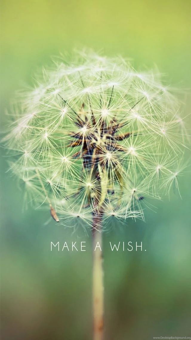 Make A Wish Dandelion iPhone 5 Wallpapers / IPod Wallpapers HD ...