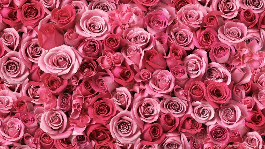 Rose Flowers Wallpapers Art Scene, Rose Flower Images, Rose ...
