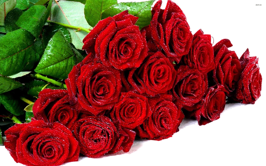 Rose Images