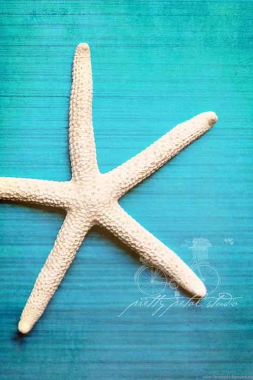 White Starfish On Turquoise Blue Background, The Sea, Abstract ...