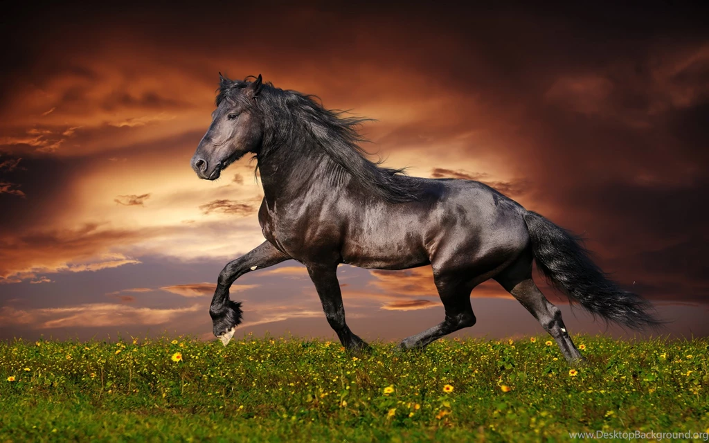 Horse Computer Wallpapers, Desktop Backgrounds