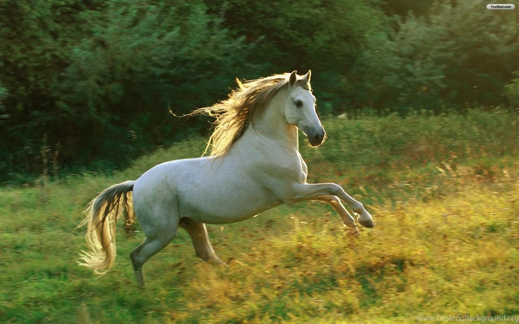 Horse Backgrounds For Your Computer Wallpapers Cave