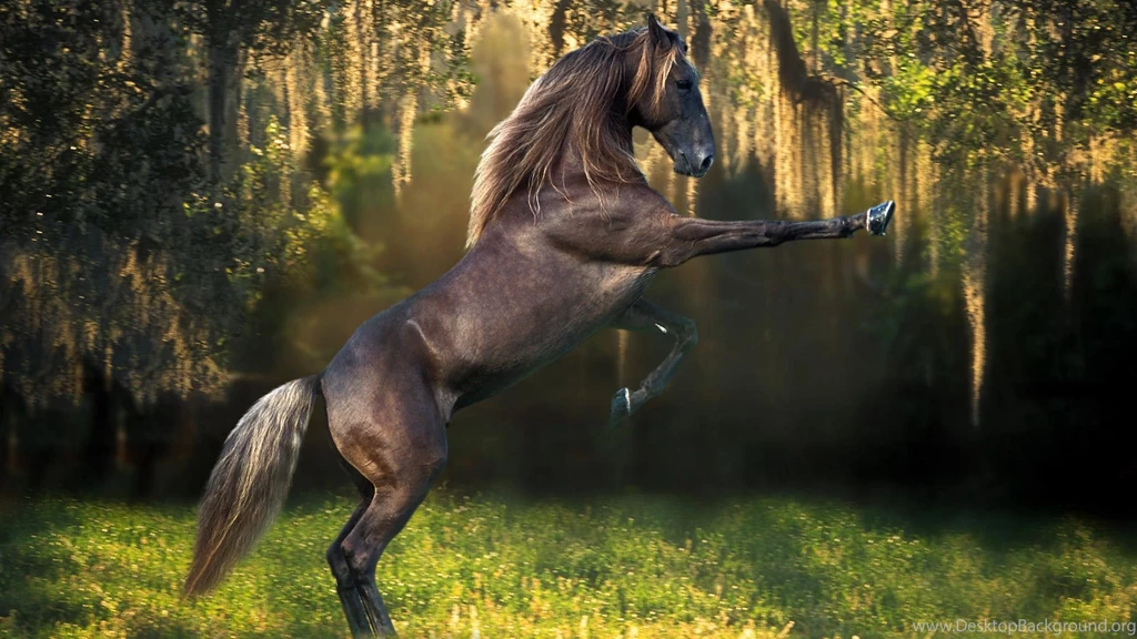 Best Horse Wall Mural Dnewhomewebsite Horse Wa Home Design