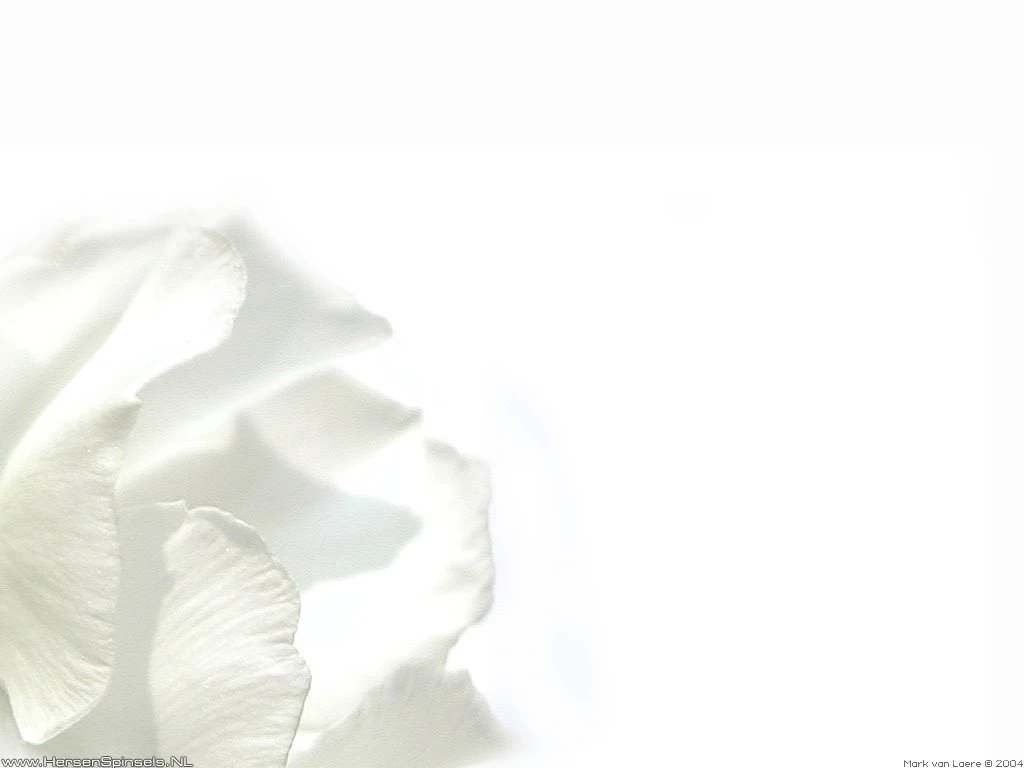 Pure White Backgrounds Hd