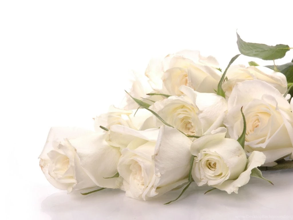 Pure White Rose Wallpapers Colors Wallpapers (34512062) Fanpop