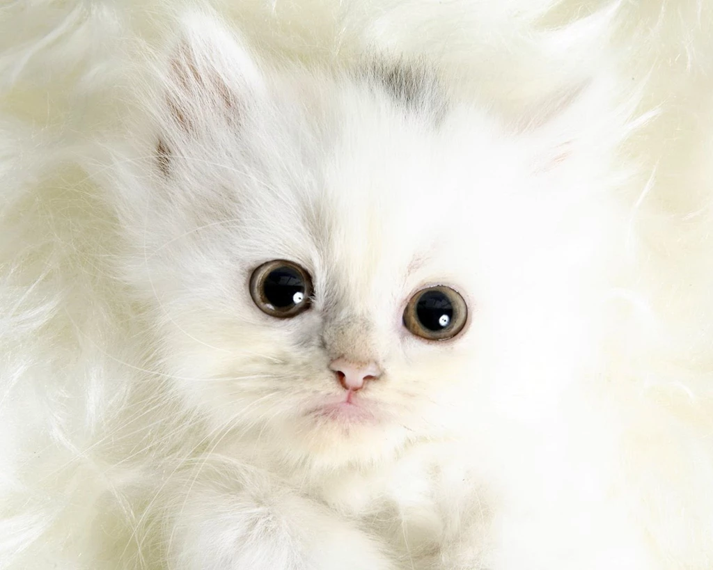 Strictly Wallpaper: Wallpapers For Cat Lovers 5