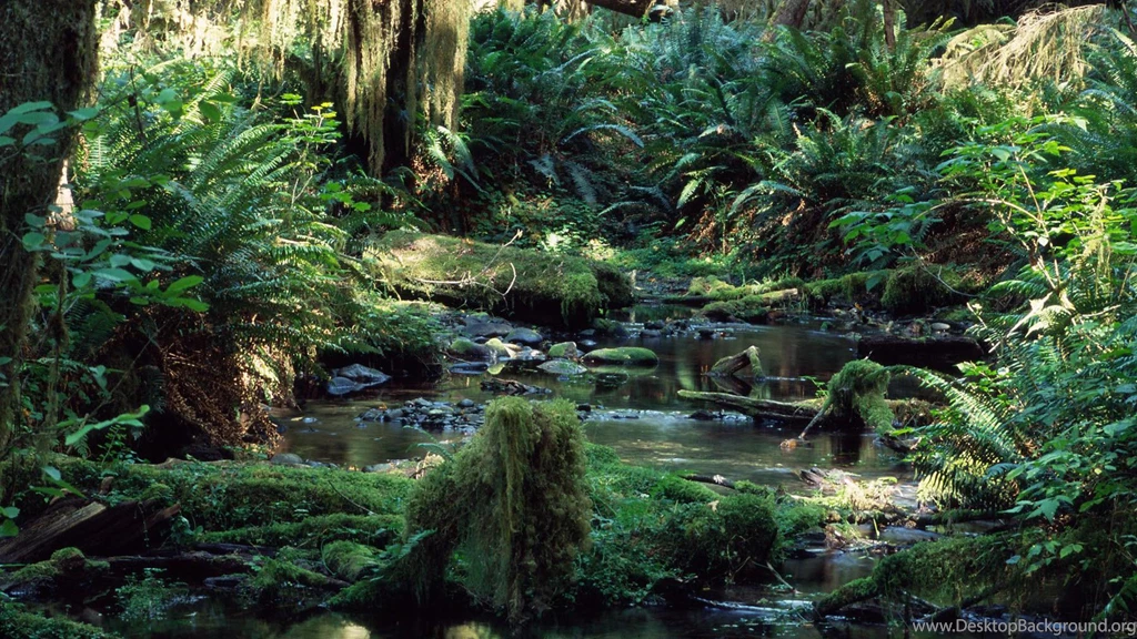 Tropical Rainforest HD Wallpapers HD Wallpaper Backgrounds Of ...