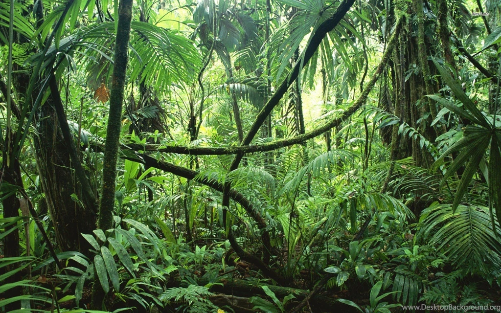 Rainforest Wallpapers