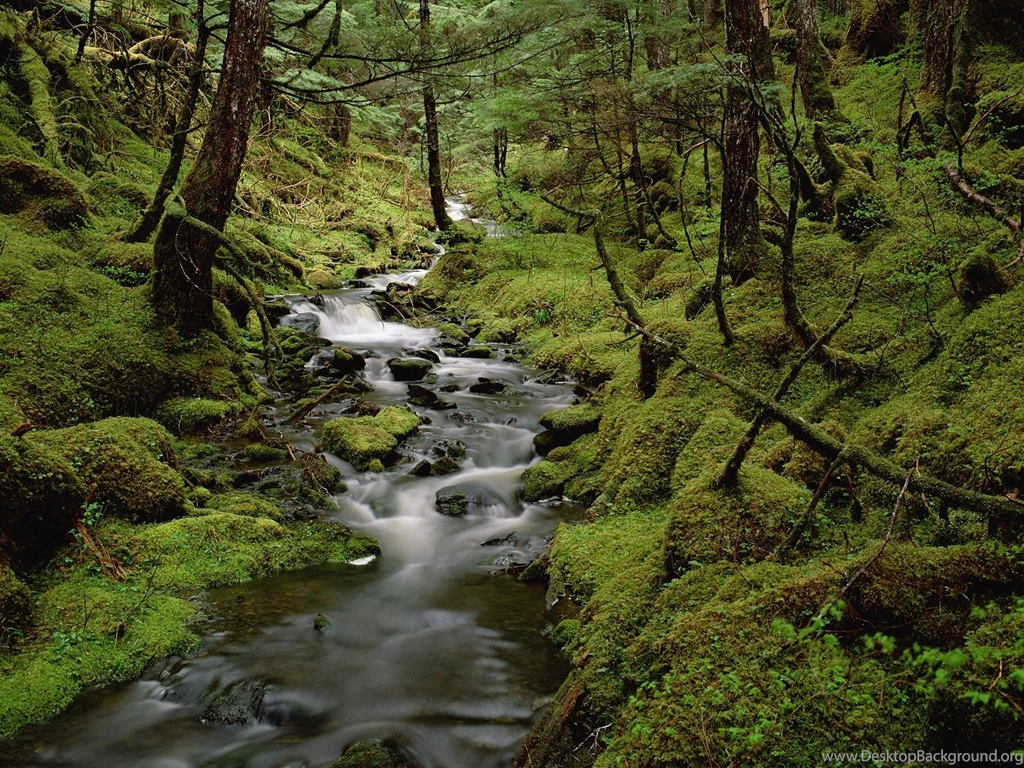 Tropical Rainforest