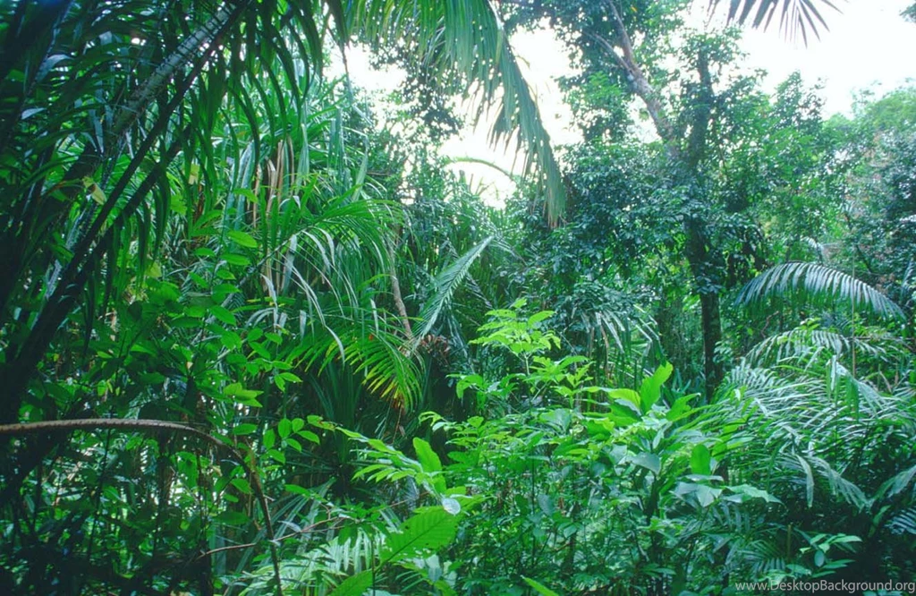 Pictures Plants Found Tropical Rainforest Just For Sharing