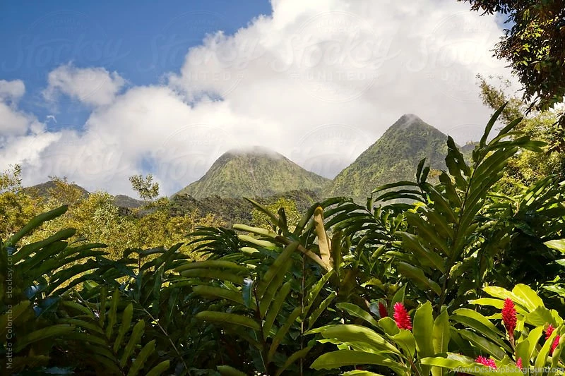 Landscape: Lush Green Tropical Rainforest With Volcano Peak In The ...