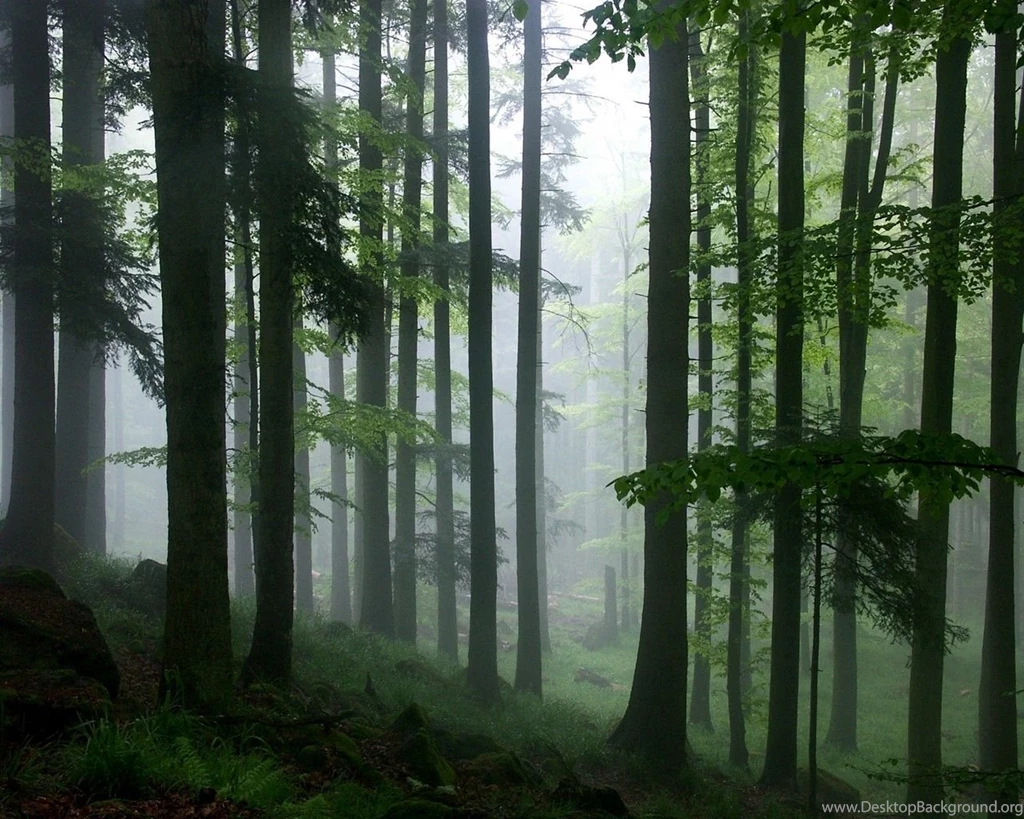 Tropical Forest Wallpapers Wallpapers Cave