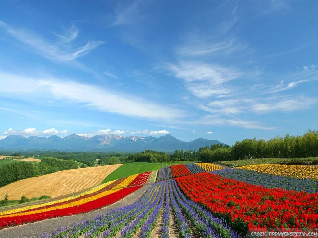 Flowers Scenery Wallpapers Crazy Frankenstein