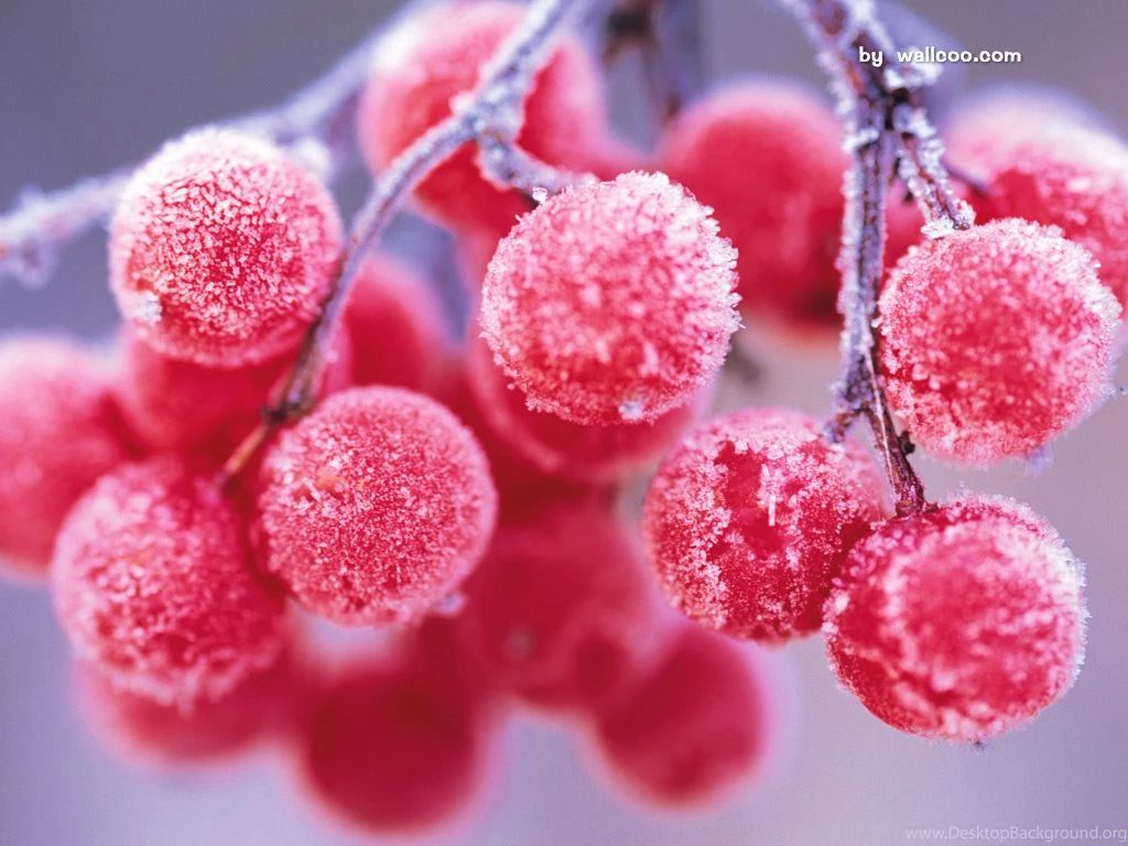 Capture The Winter Beautiful Winter Photography 1024x768 NO.18 ...