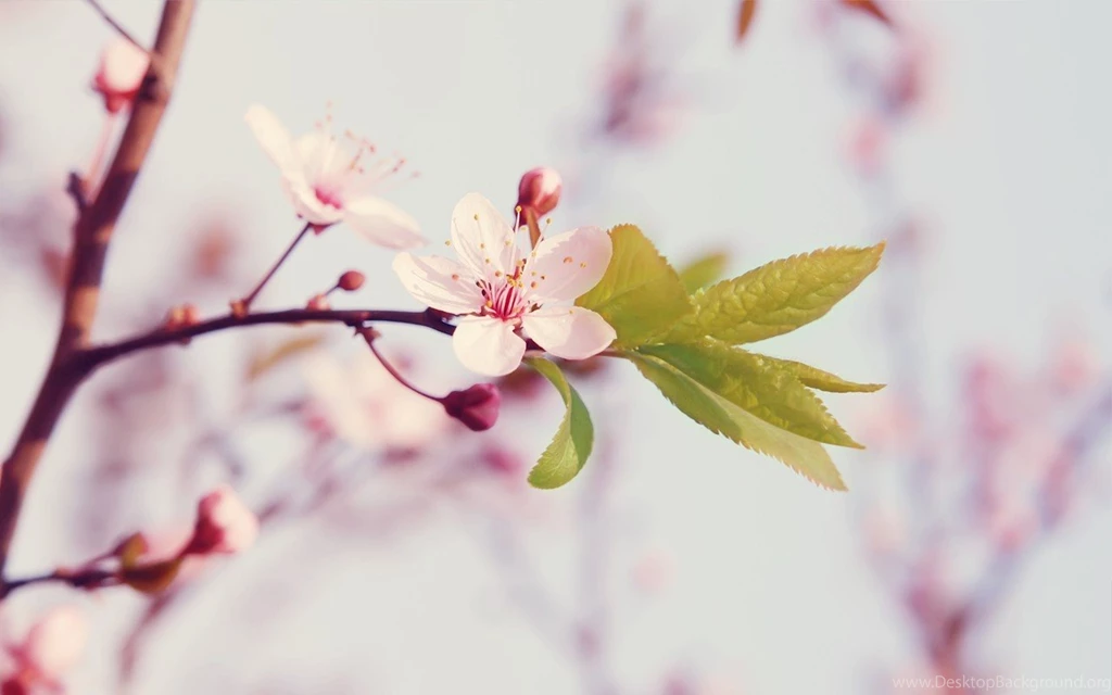 Elegant Flower Photography : Dreamy Sweet Wildflowers Widescreen ...