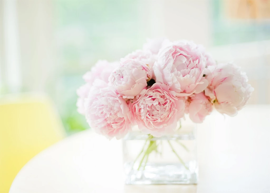 Peonies Cover Photo   Wallpaper.