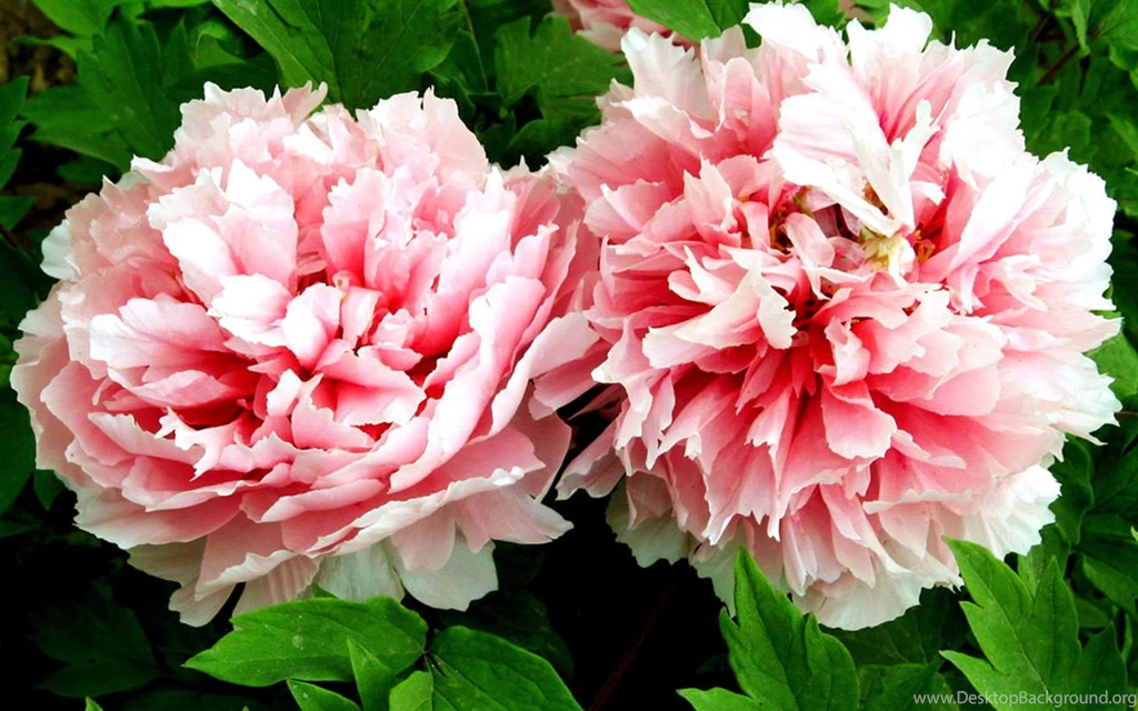 Best Flowers Wallpaper: Peony Flower, 549309, Flowers