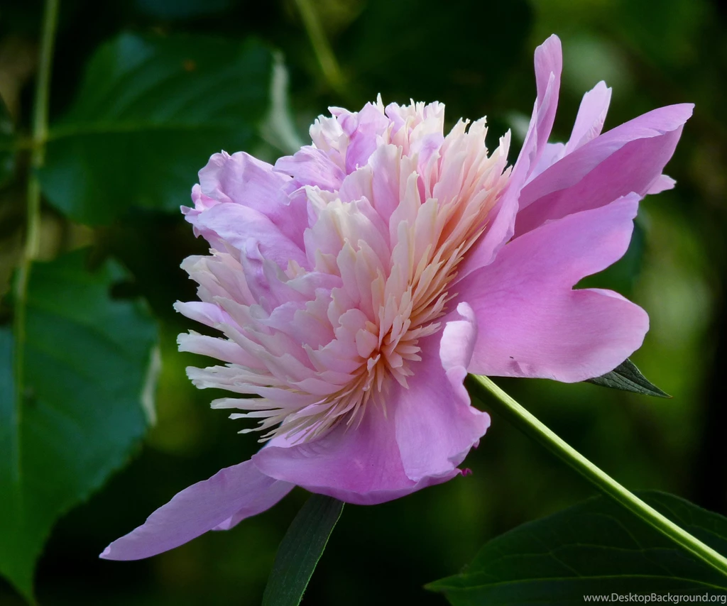 Peony Flower HD Wallpapers