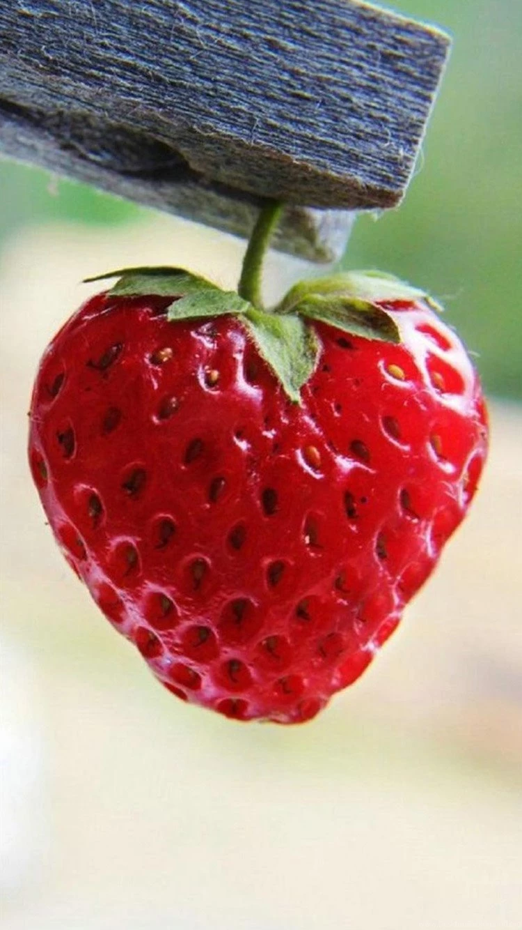 Fruit iPhone 6 Wallpapers HD