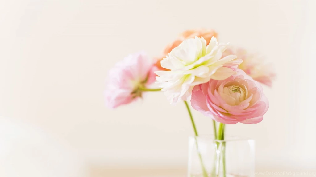 Peony Wallpapers   Wallpapers Cave