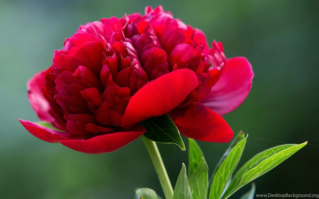 Exquisite Beauty The Peony Flower Close up Wallpapers 11 － Flower ...