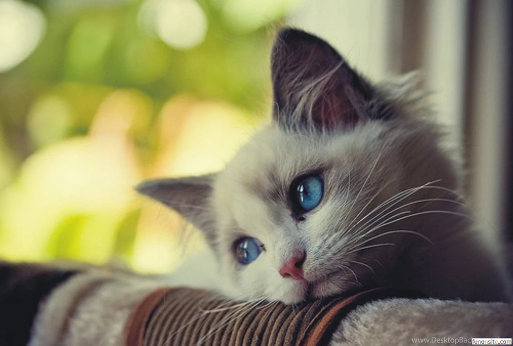 Mobiles Wallpapers ›› Sad Cat Desktop Wallpapers 1080p